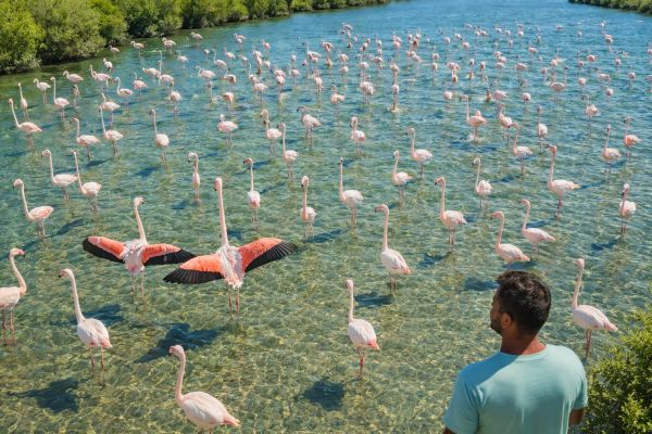 Comment découvrir la faune sauvage en Camargue ?